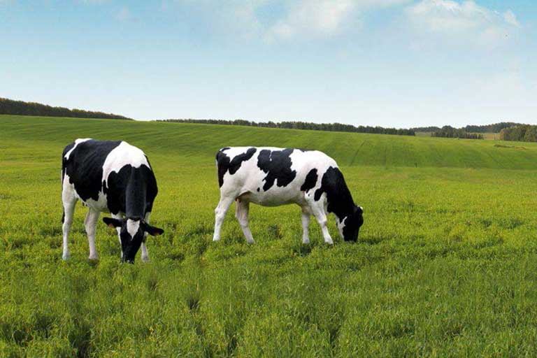 Fresh and value-added Dairy